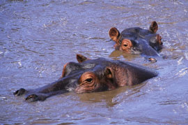 hippo